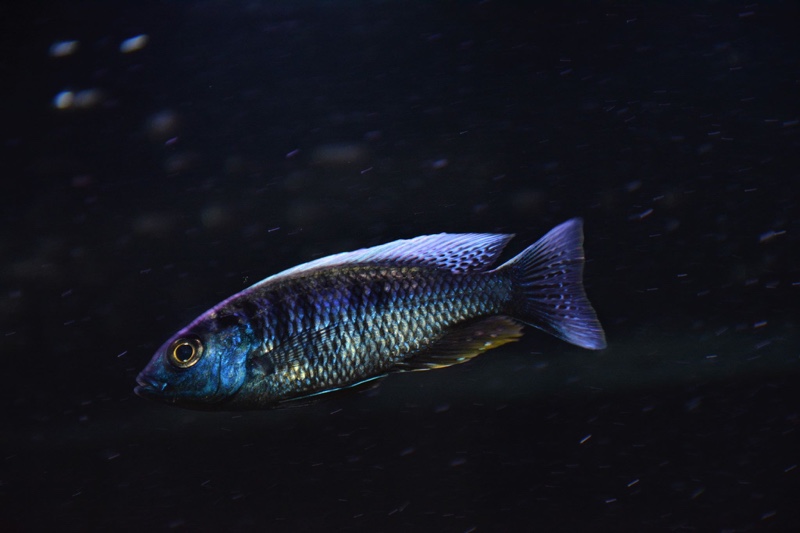Copadichromis chrysonotus